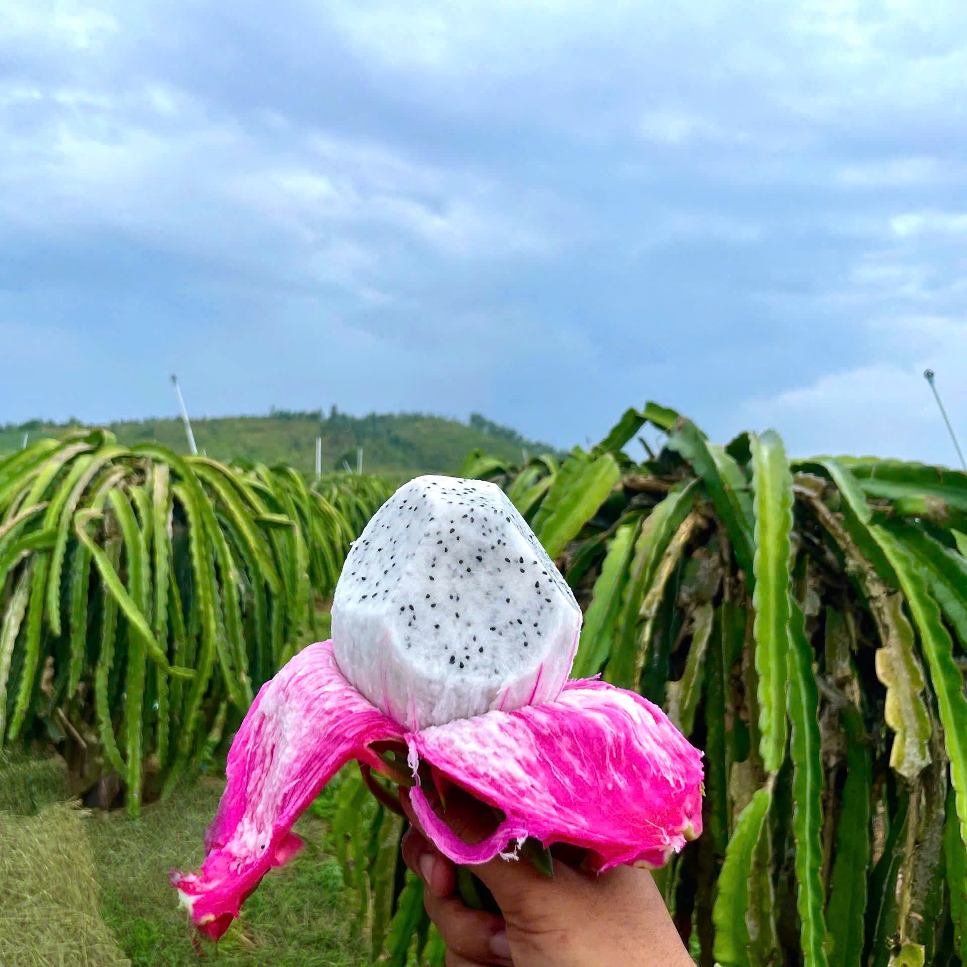 Thanh Long Ruột Trắng